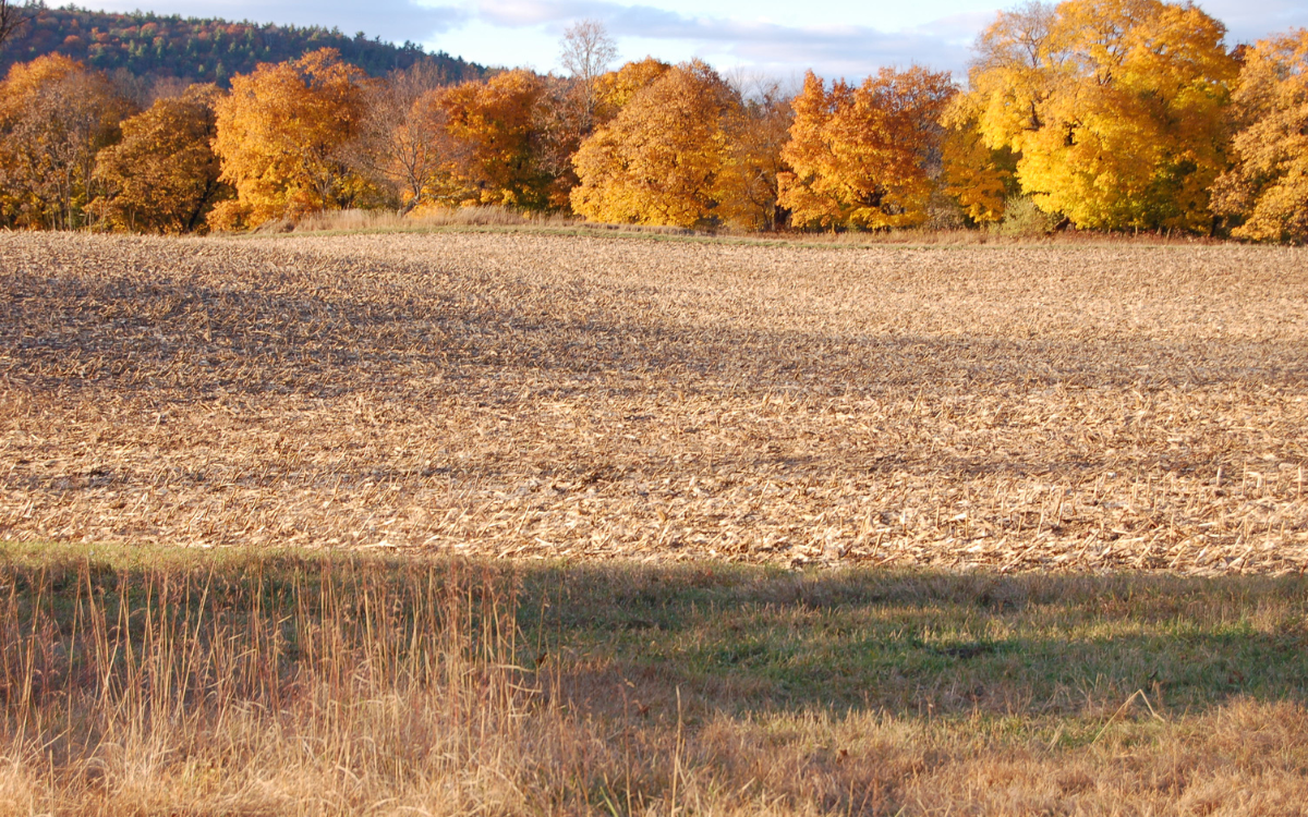 Iowa Land Loans Explained: Raw, Improved, and USDA/FSA Options